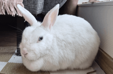 Dental trim recovery