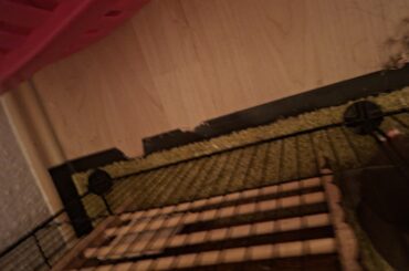 New bunny owner, how can I get my bunnies to stop chewing the gummy part of this carpet?