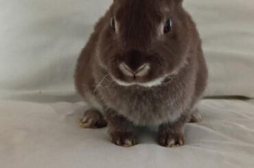 I'm posting all my bunnys