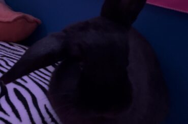 is my bunnies other ear gonna go down
