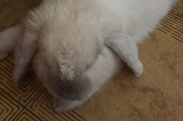 Bandaid after spay surgery