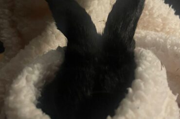 wrapped up for a nail trim