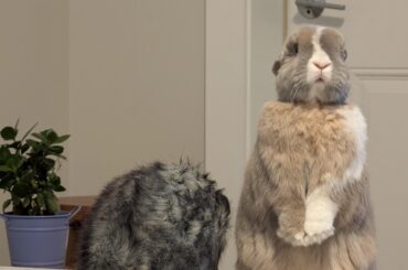 Winnie spotted me recording her while she was grooming her opposum...
