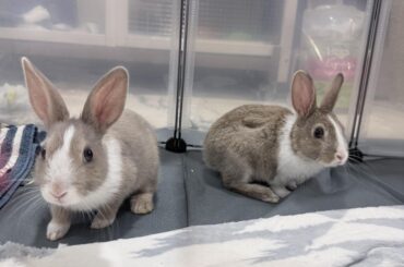 Wife got me two bunnies for Valentine’s Day