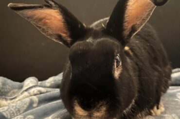 Silver marten or Otter?