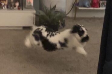 How my bunny acts after a $400 tummy ache