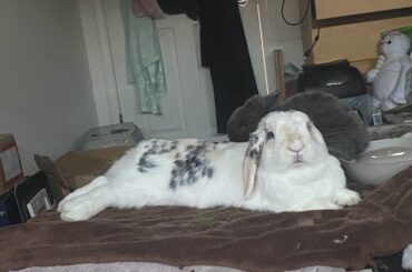 My S’more has said my days are numbered