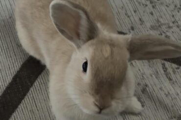 Hello guys, I am looking forward to rehome my bunny of 6 months. Reason being had to leave Canada for 6 months and my friends have dogs and cats which are predators to bunnies. They can't help to bunny sit for that long. This is Chanelle, she is a lovely lady and likes attention and treats.