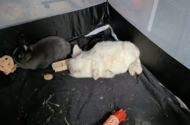 Getting comfy while the maid cleans our travel pen