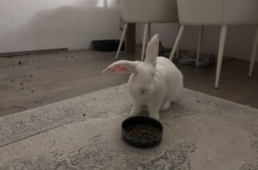 Will his ear go back to normal?