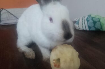 I just received a bunny gift, how do I care for her?