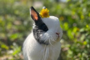 My little woman Kiko decided it was time to go and idk what to do.