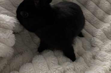 Throwback to when Chimi first joined the family. Still can't get over how tiny he was! ♥️