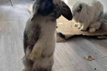 Treats for me because I’m uber cute?