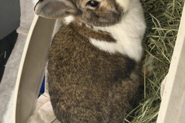 Waiting for EC results/ frustrating vet experience