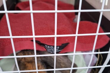 Bunny sterilization day! 🐰