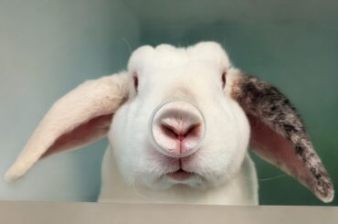 Lyla was very brave for her visit to the vet today....