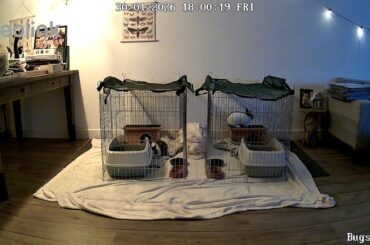 Update bunny bonding