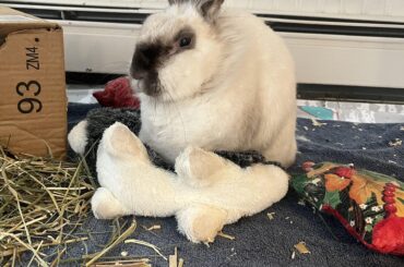 Chloe crossed the rainbow bridge today after a long fight with cancer