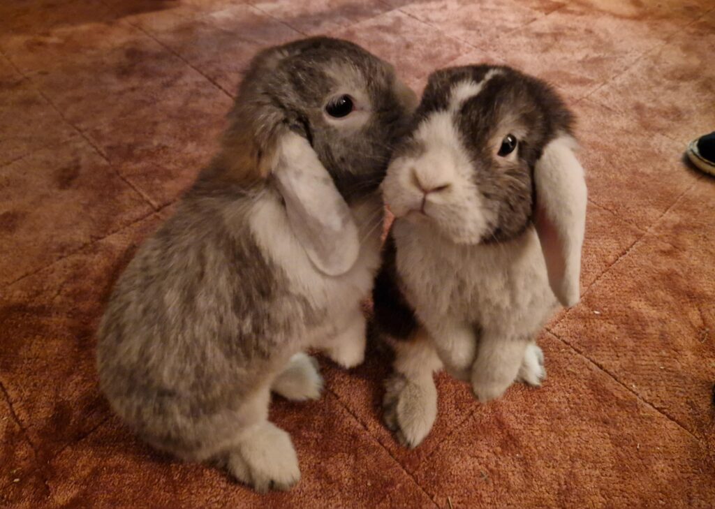 Curious little fellas. Really cute too!