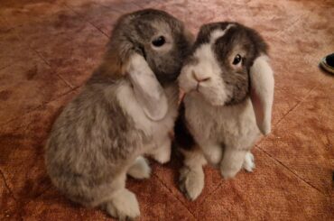 Curious little fellas. Really cute too!