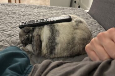 Nationwide Premium Increase and Metlife Comparison Data Point