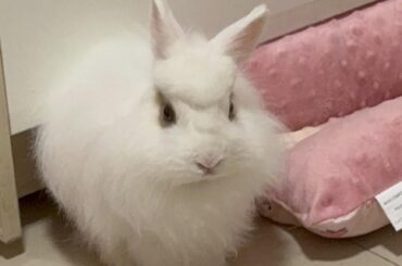 My bunny looks like a beluga every time she molts 😅