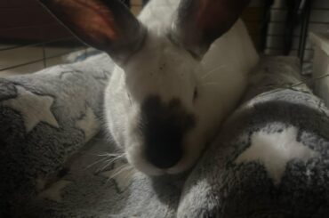 he only eats hay from the litter box?