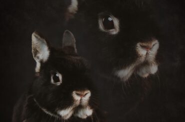 My handsome son, Sesame!