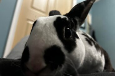 he keeps peeing on my bed while i sleep how do i get him to stop