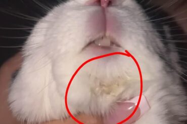 My bunny always has a wet chin?