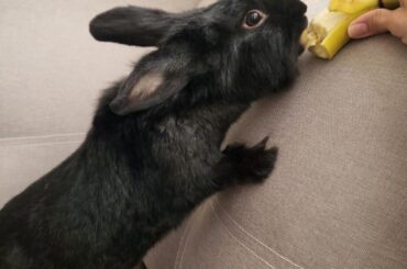 A treat for my dear Bojji