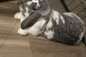 Advice for a new bunny owner……