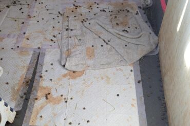 Help my elderly rabbit has hormone issues