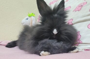 rabbit or dust bunny?