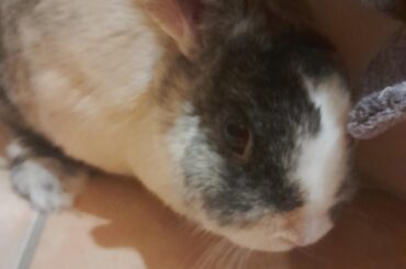 Bunny scared of being picked up