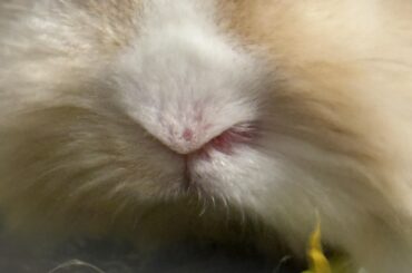 Red spot on a bun’s nose?