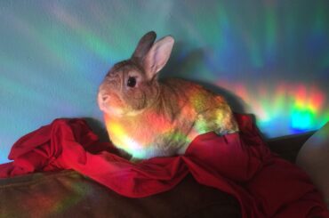 My little old man is gone