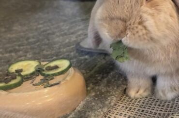 5 days post spay - when can I release her back to free roam