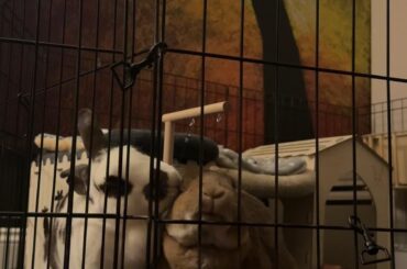 I don’t really understand eye grooming but she doesn’t seem to mind