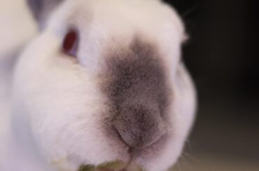 A veggie massacre has occurred