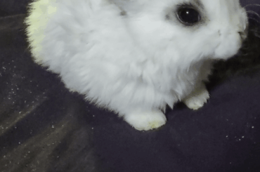 Mini Rex 5 weeks old!