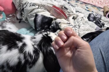 He bit my nail off when I gave him a treat shame him!