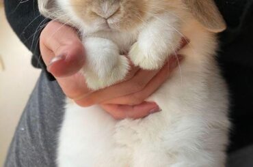 I think my marshmallow grew ears and a nose. Please send help, it's too cute