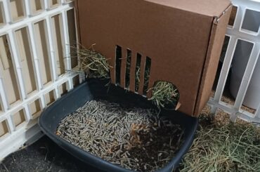 Homemade hay hopper for my sassy bunny.