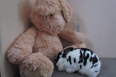 Got my old lady a friend