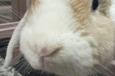 Bald spot on mochis nose