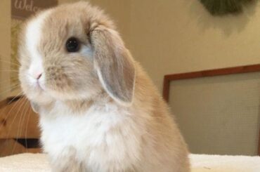 Just wanted to share this little ball of fluff to brighten your day! 🐰✨