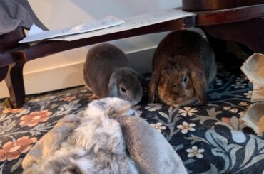 I don't think I can get more bunnies and I'm bummed 😔