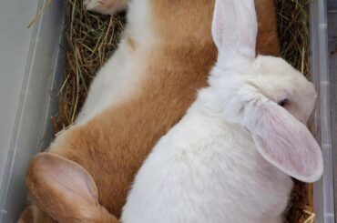 Met today; almost bonded. Allis the French lop and Harald the Swedish lop. ❤️